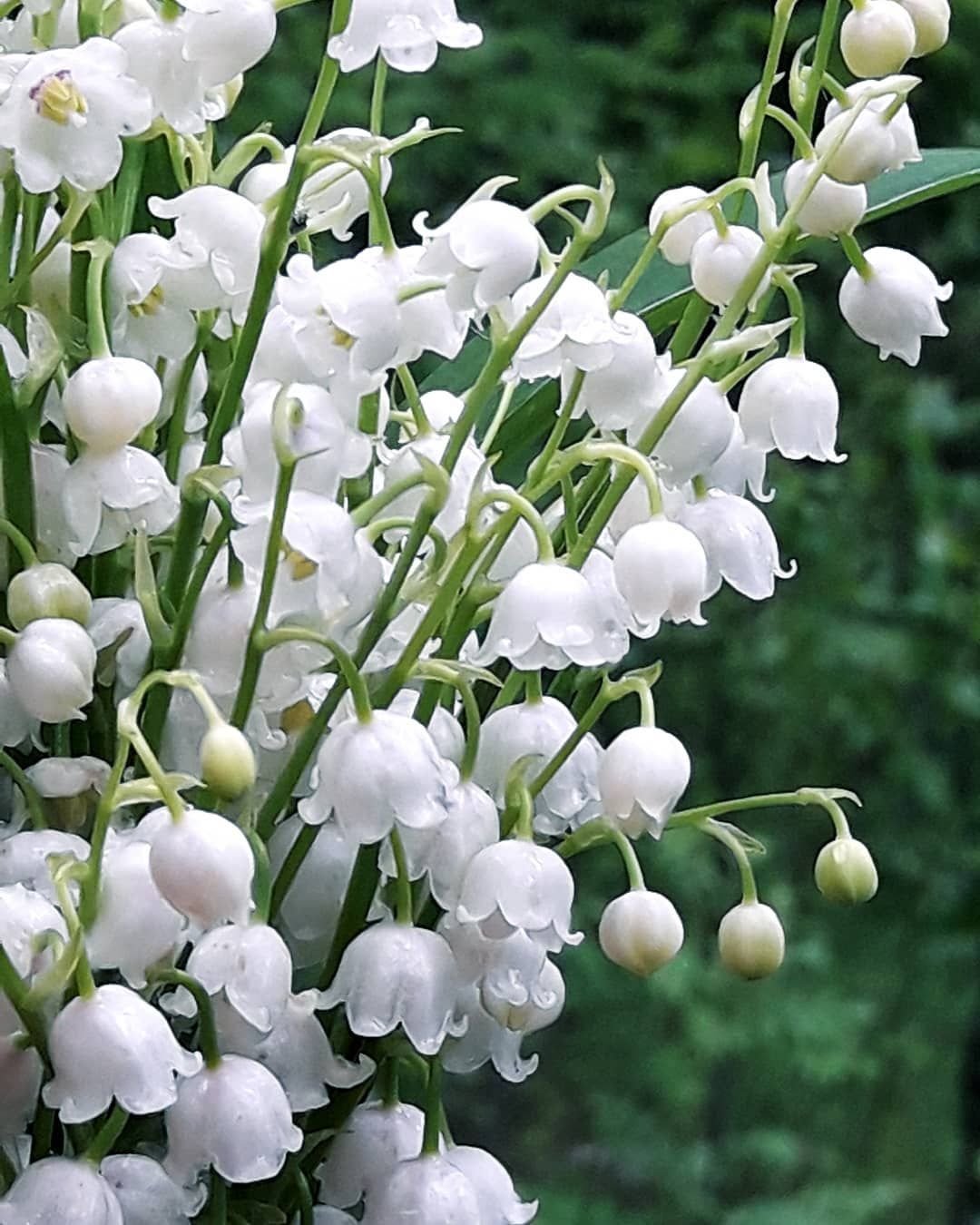 Как называются маленькие белые цветы
