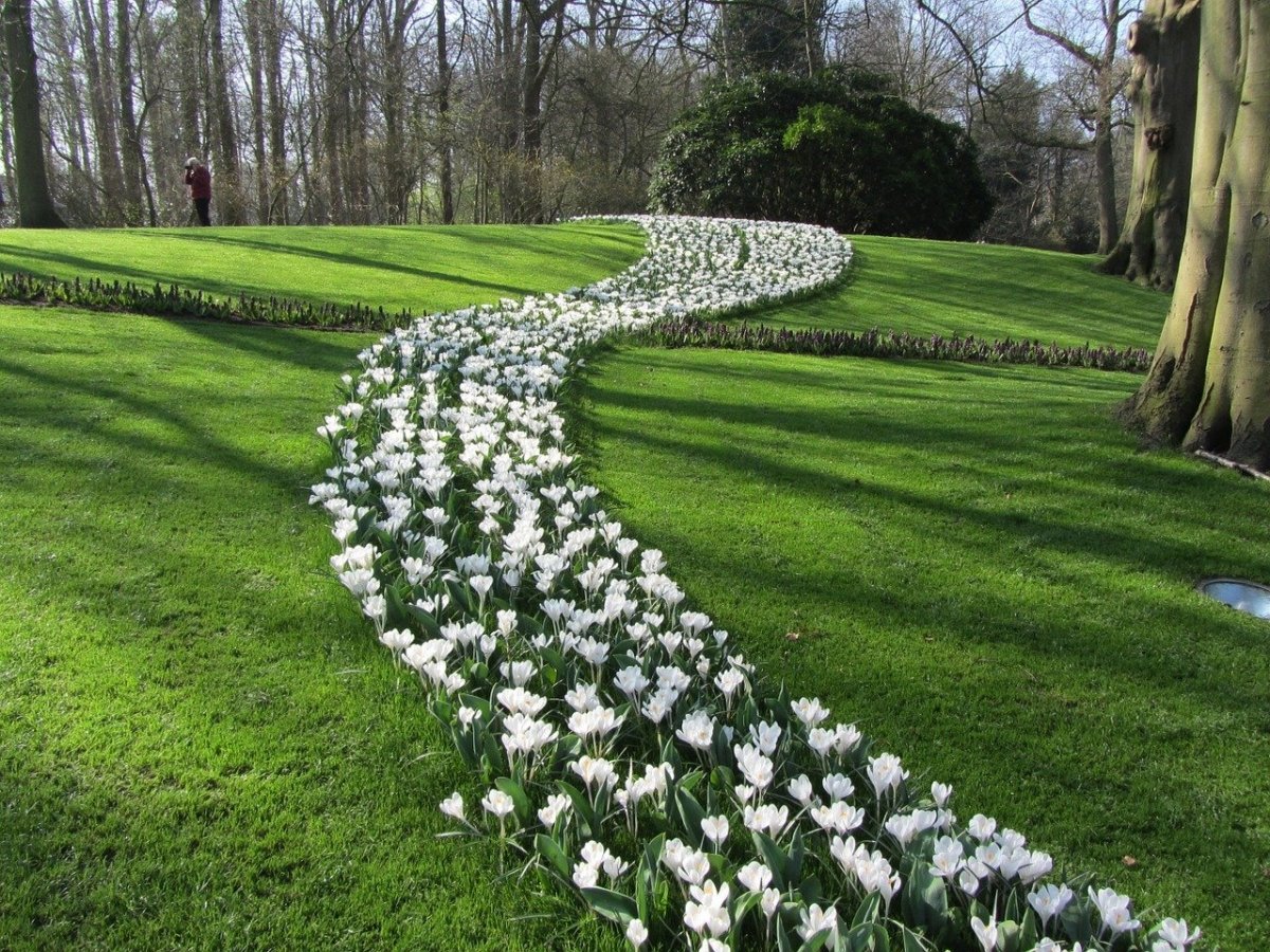 Белые цветы в парках