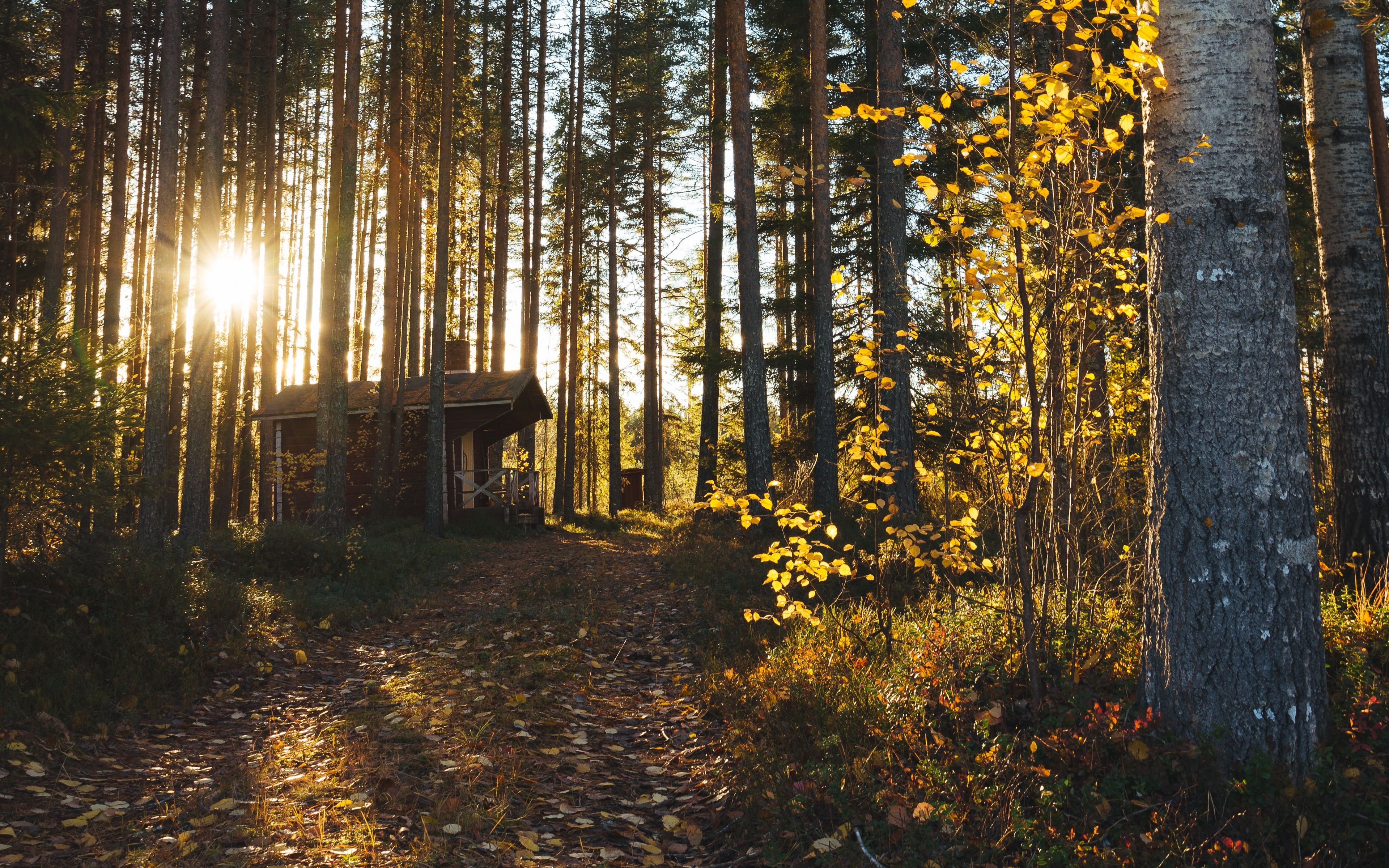 Хвойная тишина. Сосновый лес изба скит Торжок. Боровецкий лес дом отшельника. "Солнце в лесу". Лесные домики.