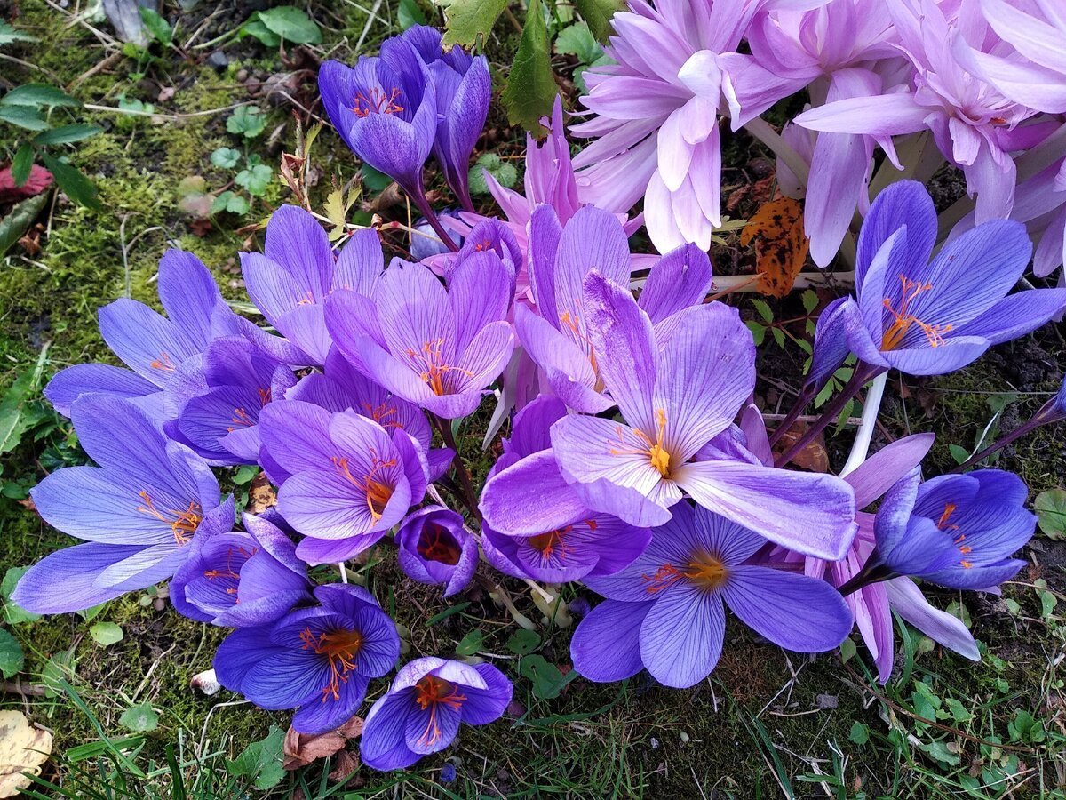 Ранние весенние цветы многолетники фото