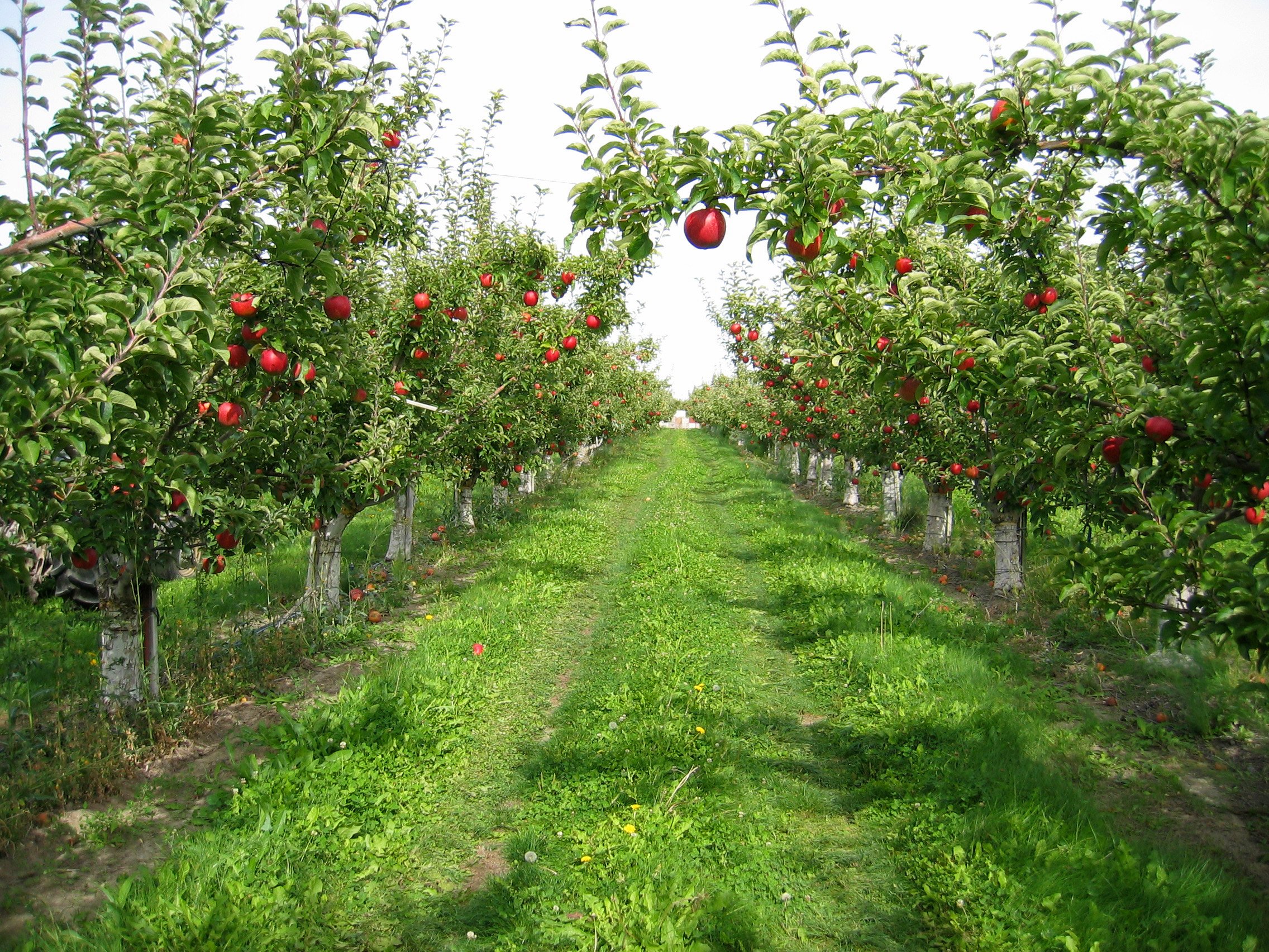 Плодовый форум. Яблочные плантации Нормандии. Полукарликовые яблони. Яблоня сады Молдавия. Яблоневые сады Краснодарского края.