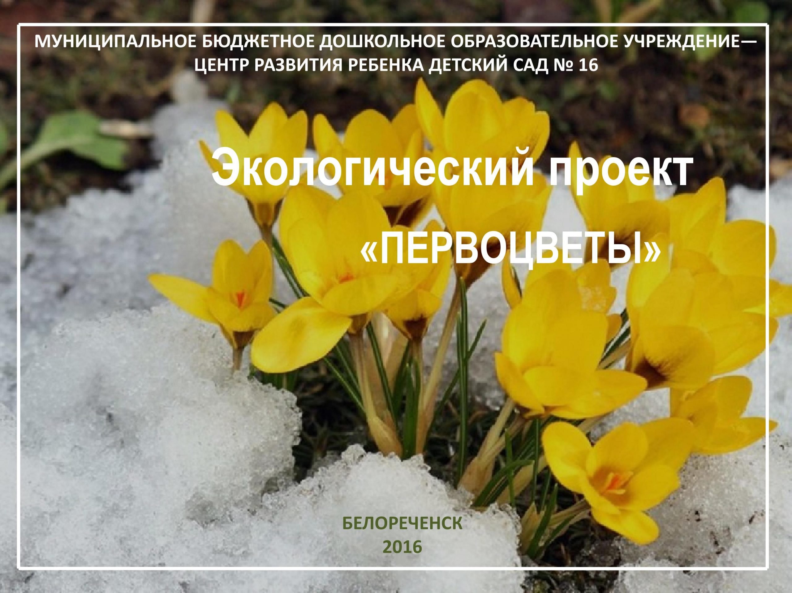 1 march. Пролеска желтая. Первоцветы (подснежники, крокусы, гиацинты).. Желтые подснежники первоцветы. Первоцветы крокусы.