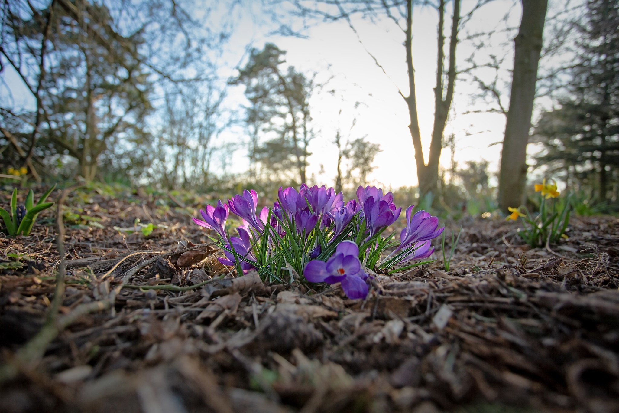 Что есть весной в природе. Первоцветы крокусы. Первоцветы Ленинградской области. Примула Весенняя. Крокус в лесу цветок.
