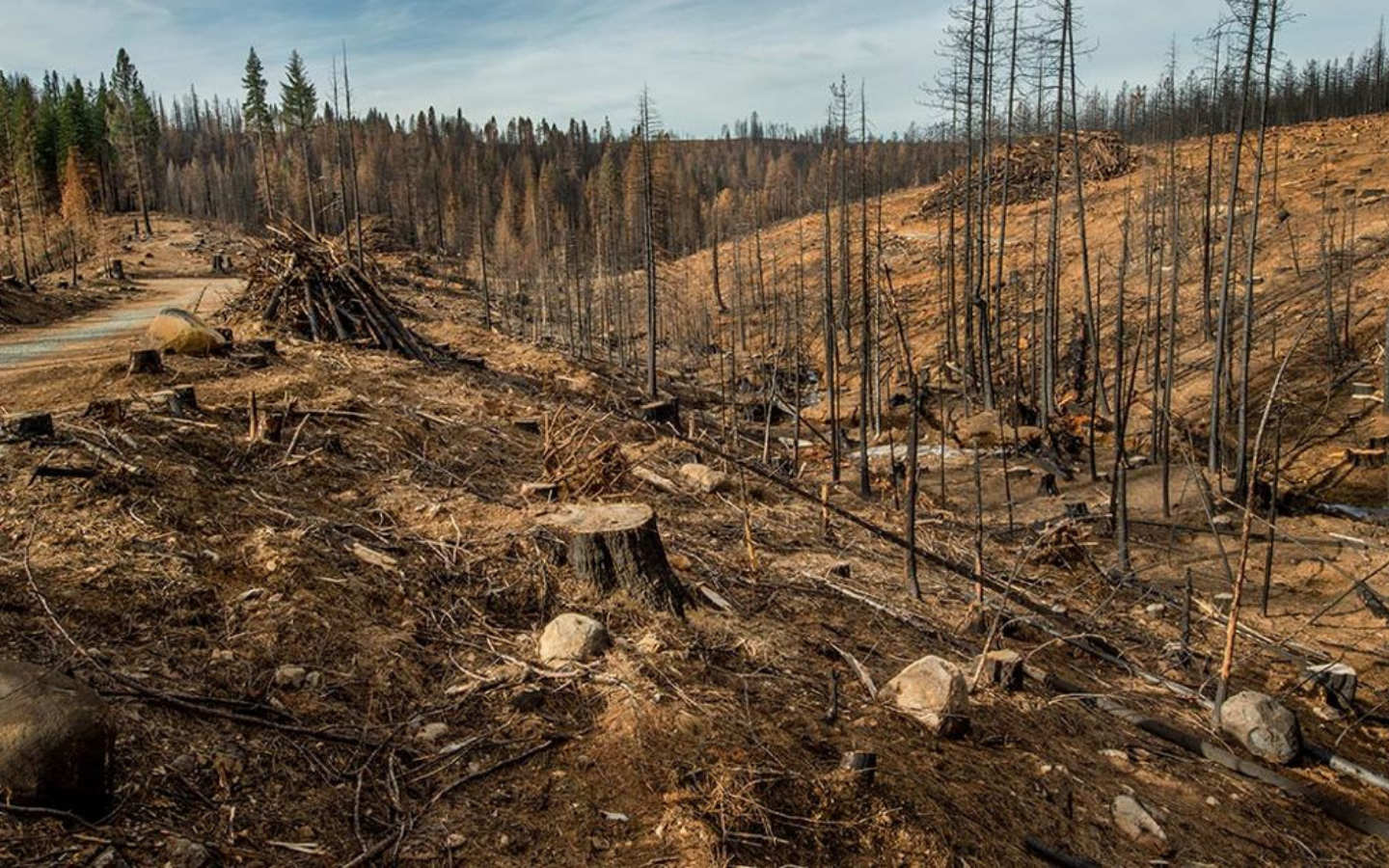 Антропогенные воздействия на лес. Последствия обезлесения леса. Вырубка лесов в России экологическая проблема. Истребление лесов. Уничтожение лесов.