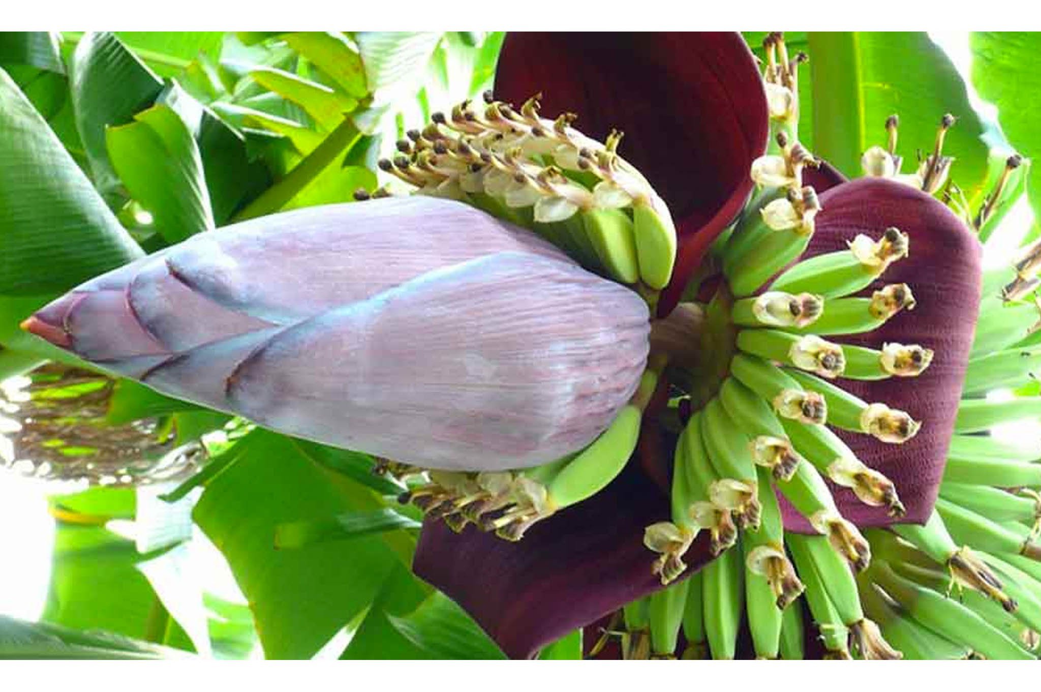 Как цветет банан