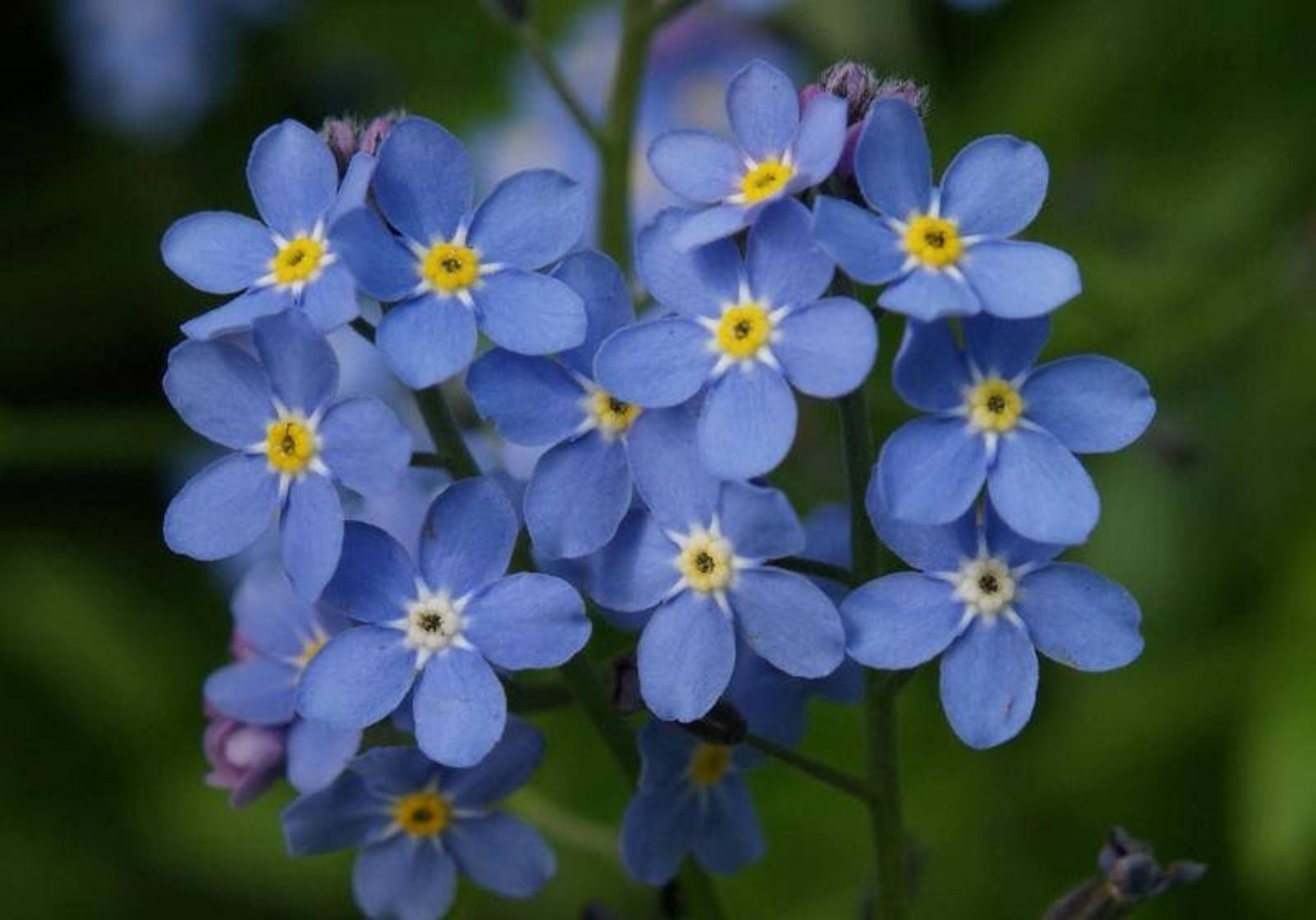 Цветок незабудку полевой. Цветок Myosotis. Незабудка Садовая голубая. Незабудка Полевая (Myosotis arvensis). Незабудка Лесная Myosotis sylvatica.