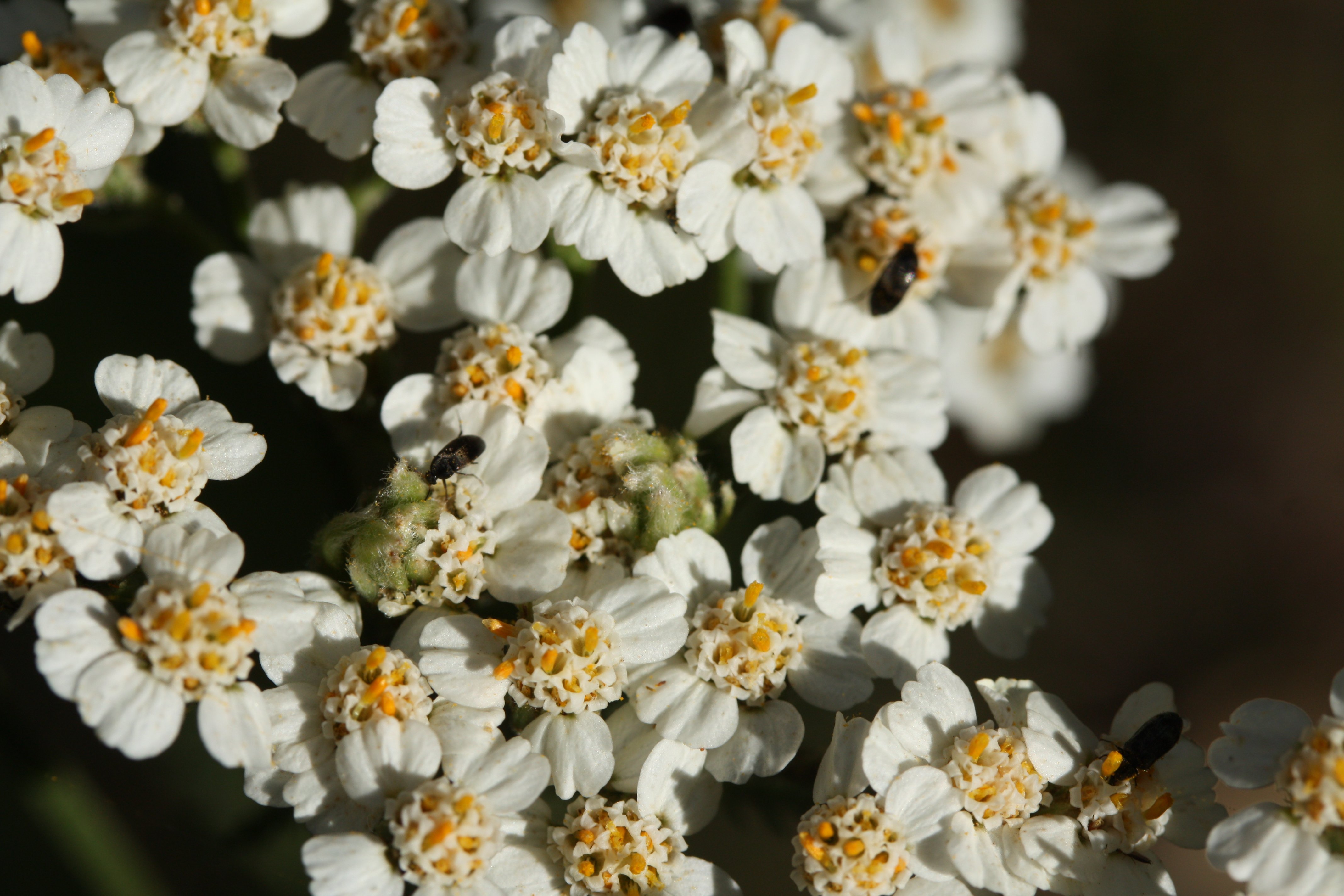 Тысячелистник обыкновенный. Тысячелистник плод. Achillea millefolium l.