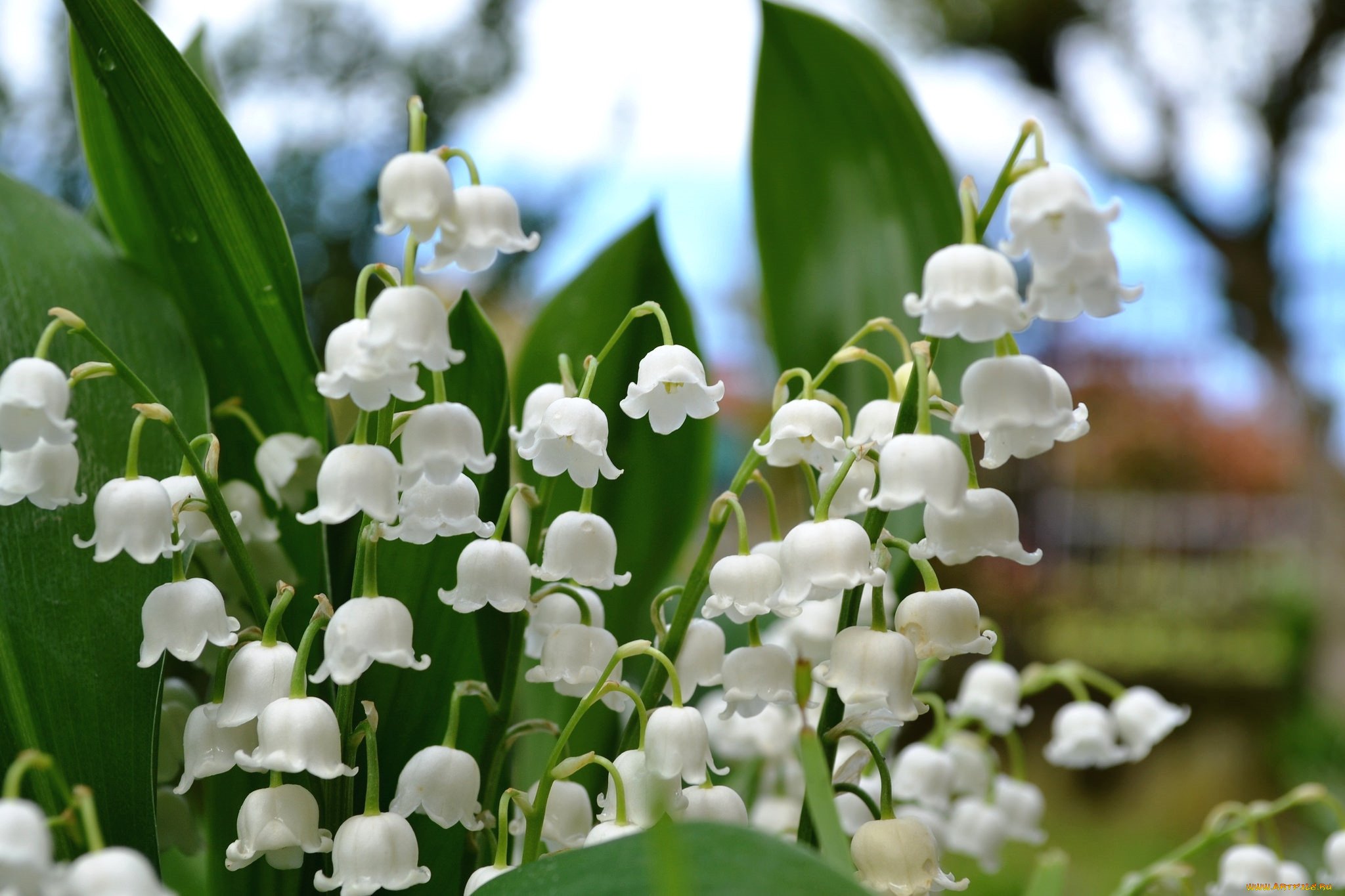 Lily of the valley