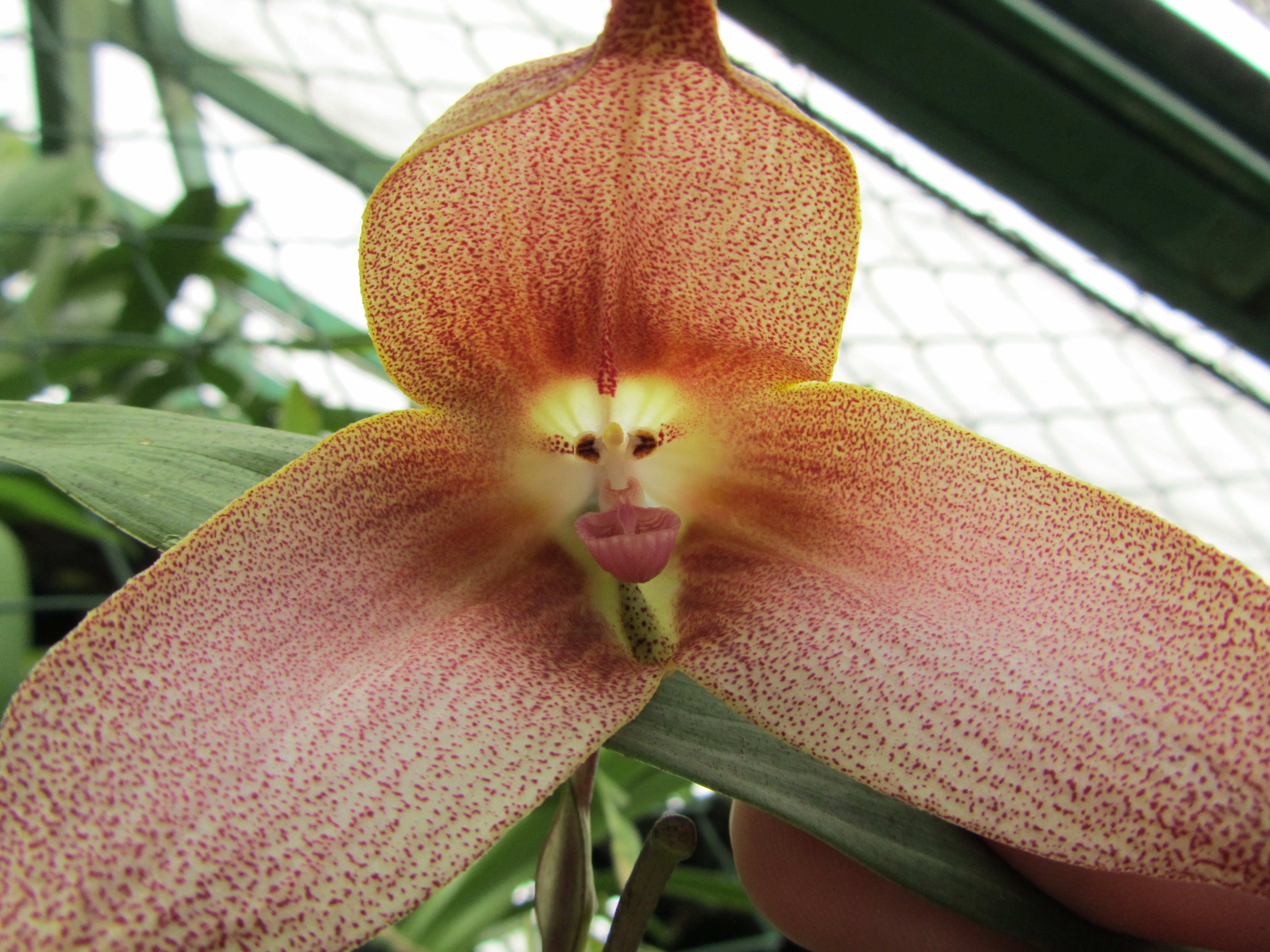 Глупый цветок. Орхидея Дракула симиа. Орхидея Обезьянья Дракула. Ятрышник Обезьяний. Орхидея-обезьяна, Обезьяний Дракула.