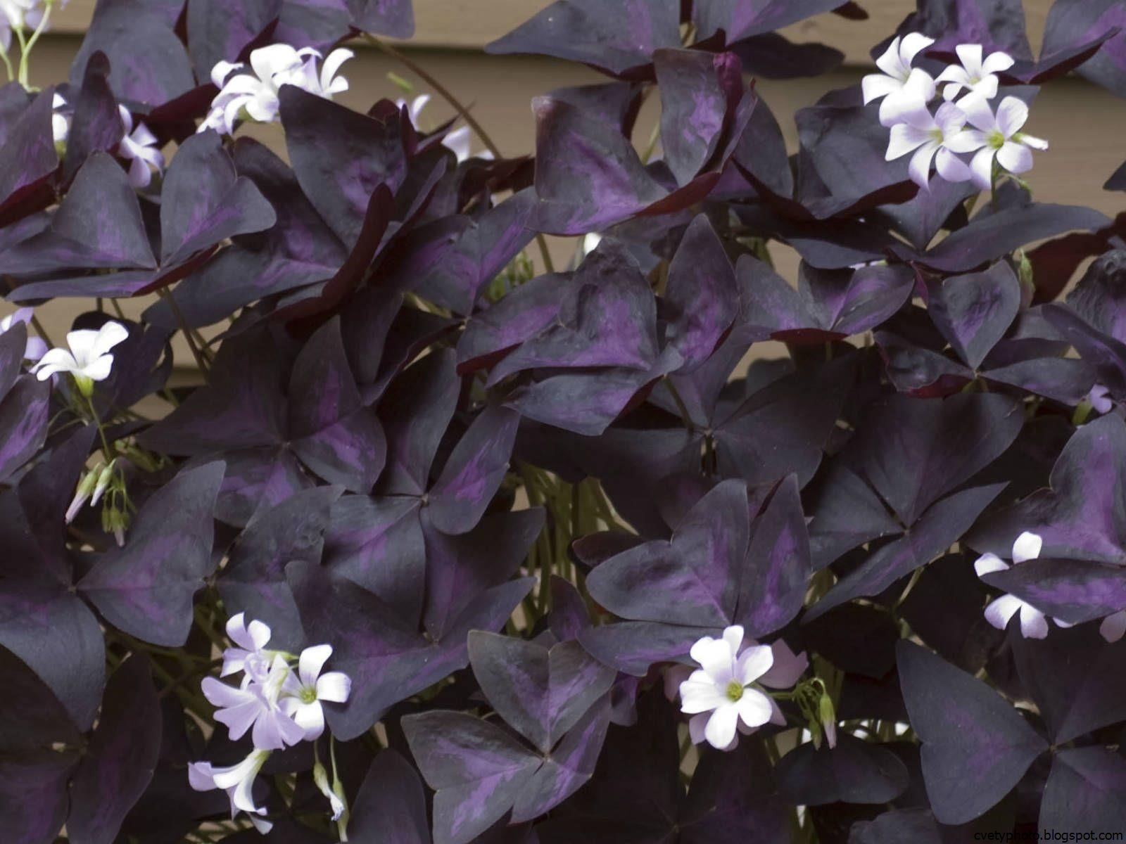 Темно фиолетовые листья растение. Кислица оксалис. Кислица треугольная (Oxalis triangularis). Оксалис Блэк вельвет. Оксалис фиолетовый.
