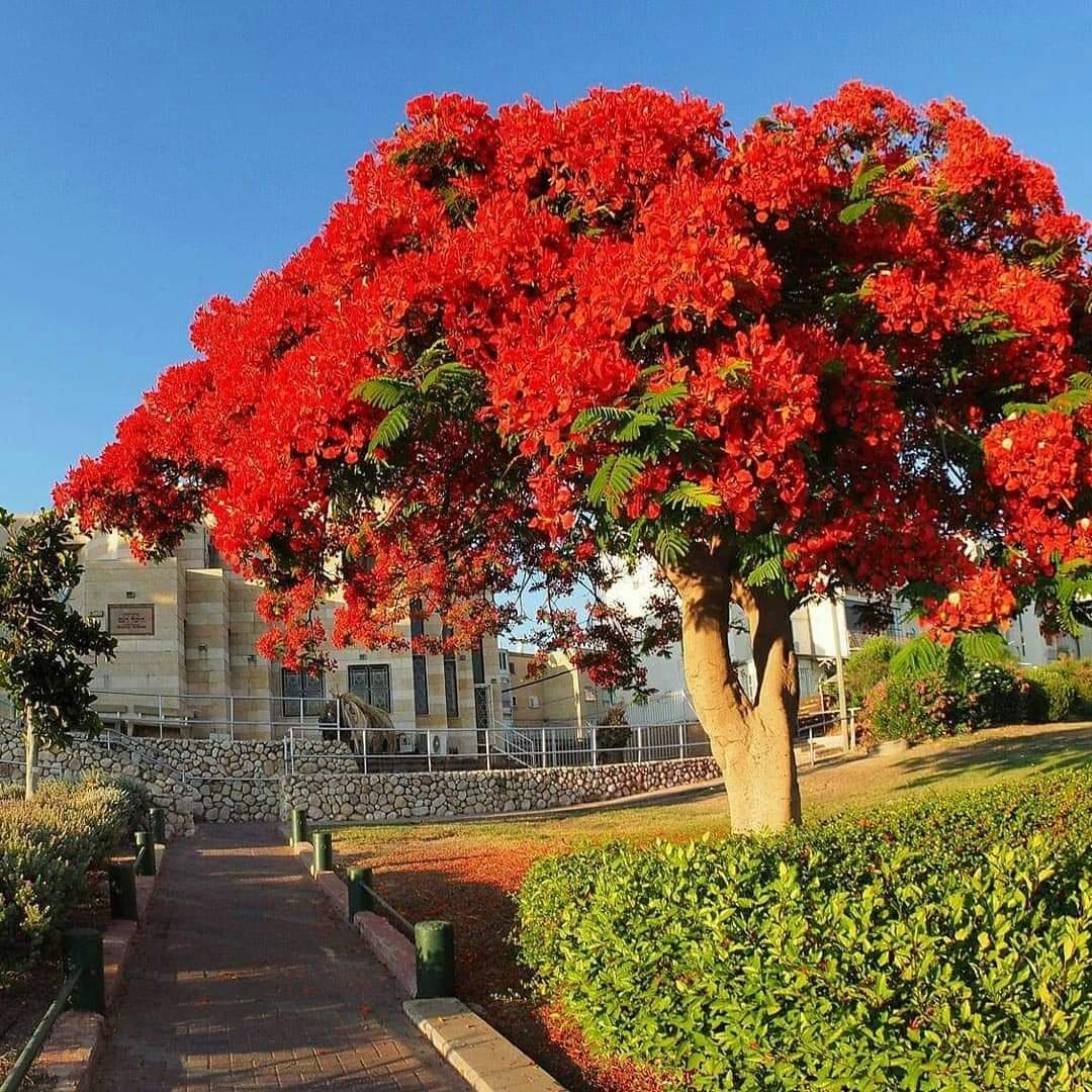 Деревья цветущие красным цветом. Делоникс Королевский. Дерево Делоникс Королевский. Огненное дерево Делоникс Королевский. Цветущее дерево Делоникс Королевский.