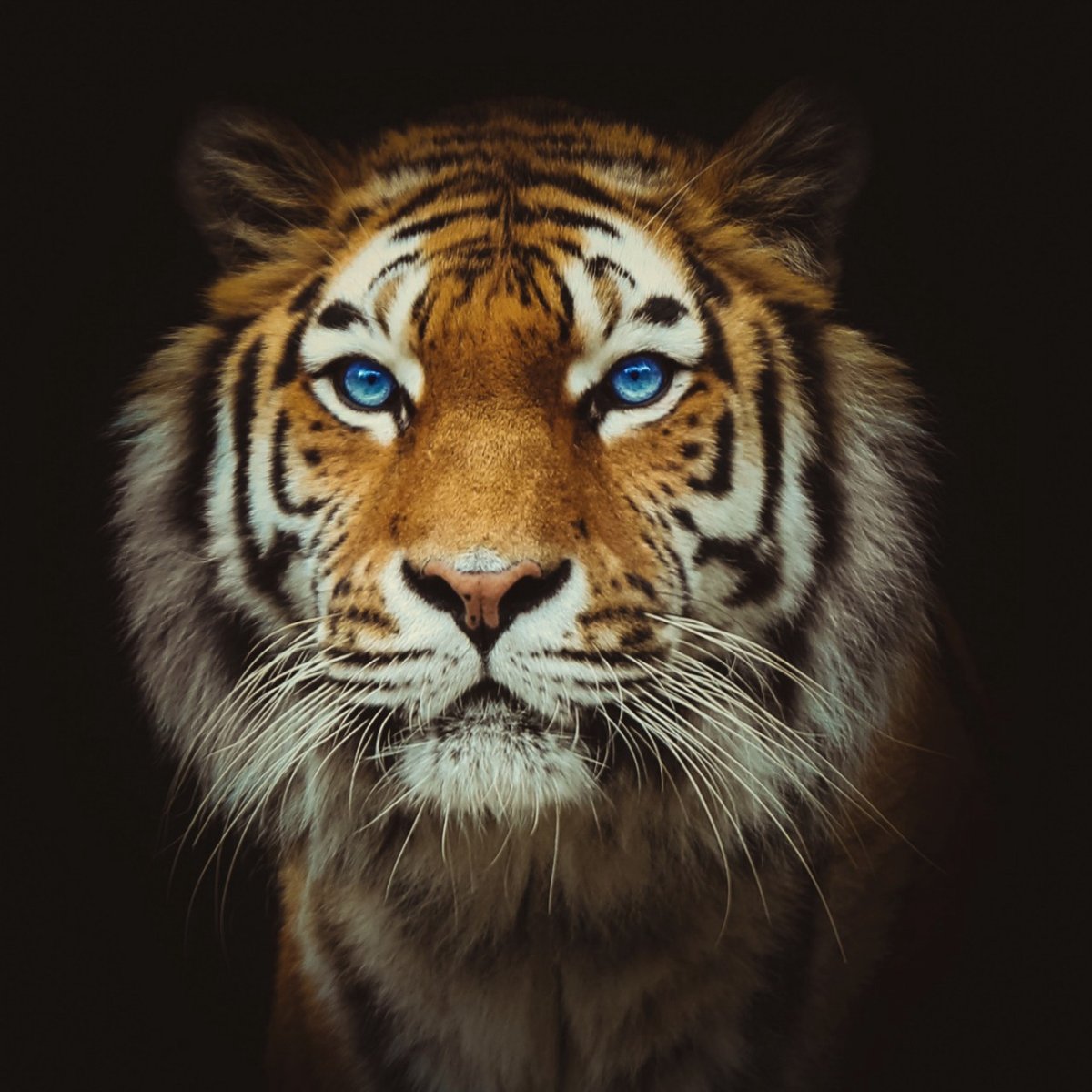 Фото по запросу Глаза тигра