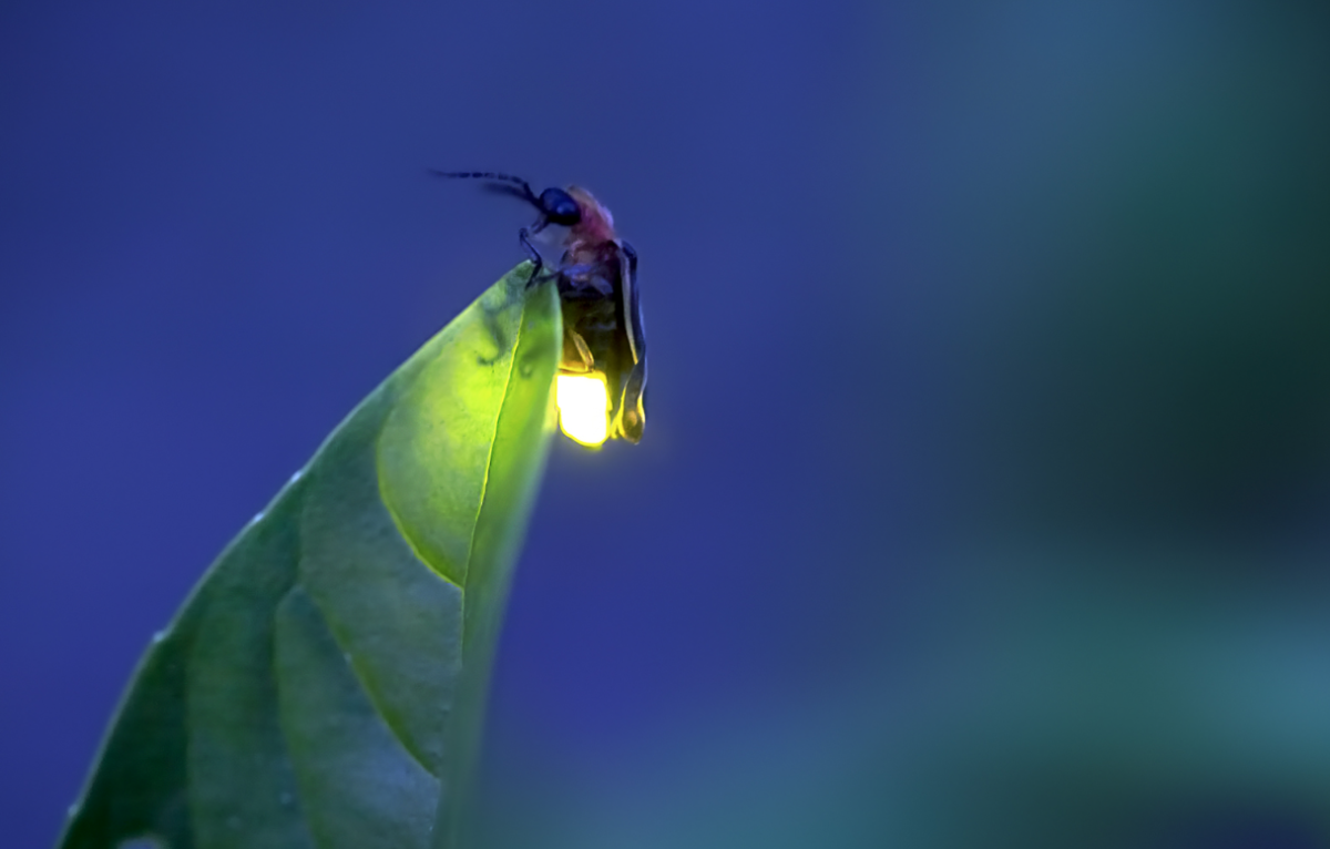 Кто такой светлячок. Жук светляк. Светлячок насекомое личинки. Светляк Лампари. Мадагаскарский светляк.