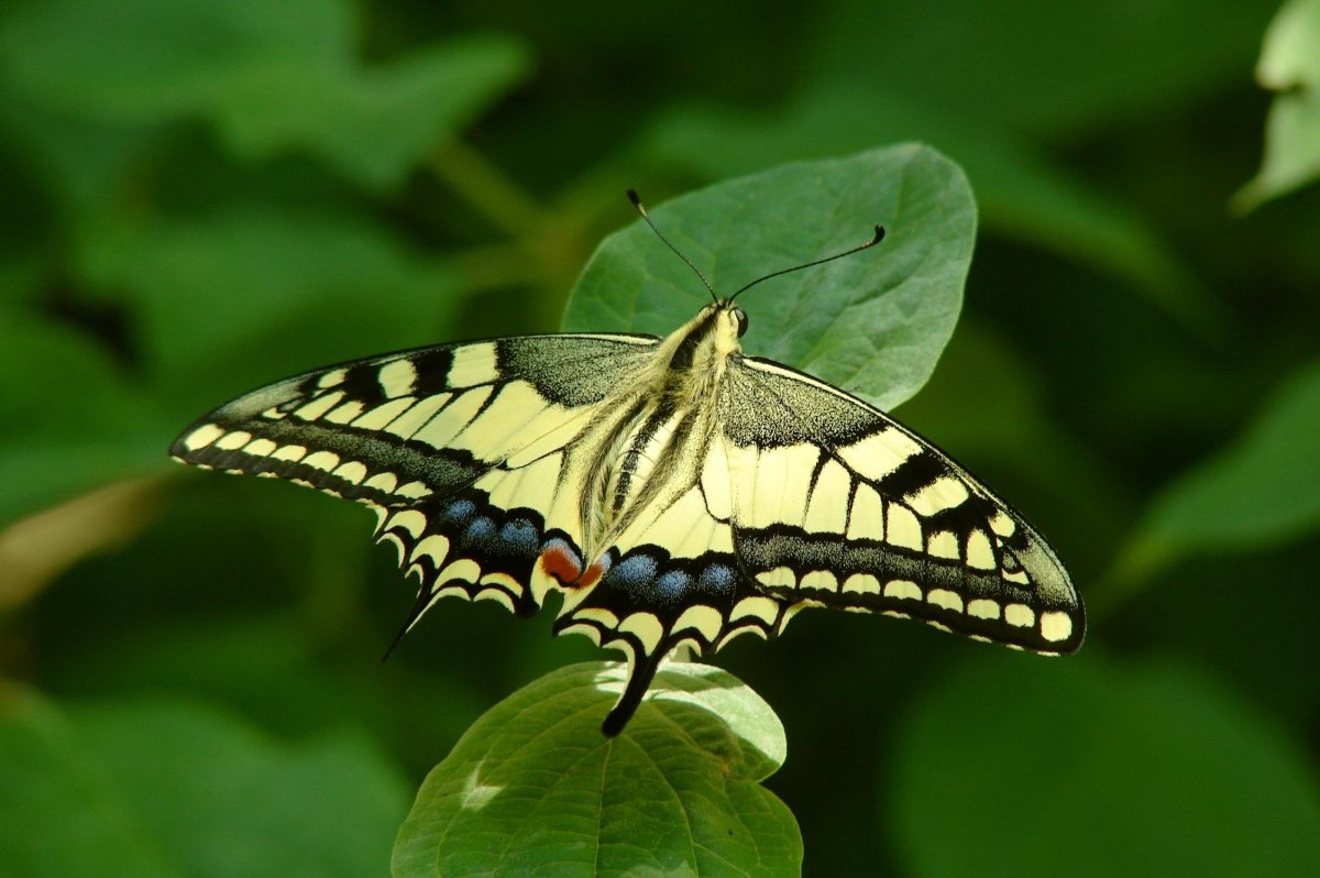Бабочка махаон описание. Бабочка Махаон Адмирал. Бабочка Махаон Сибирский. Мадагаскарская бабочка Махаон. Изумрудный Махаон бабочка.