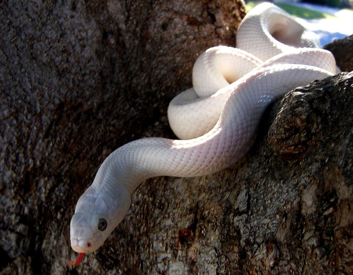 Белая змея