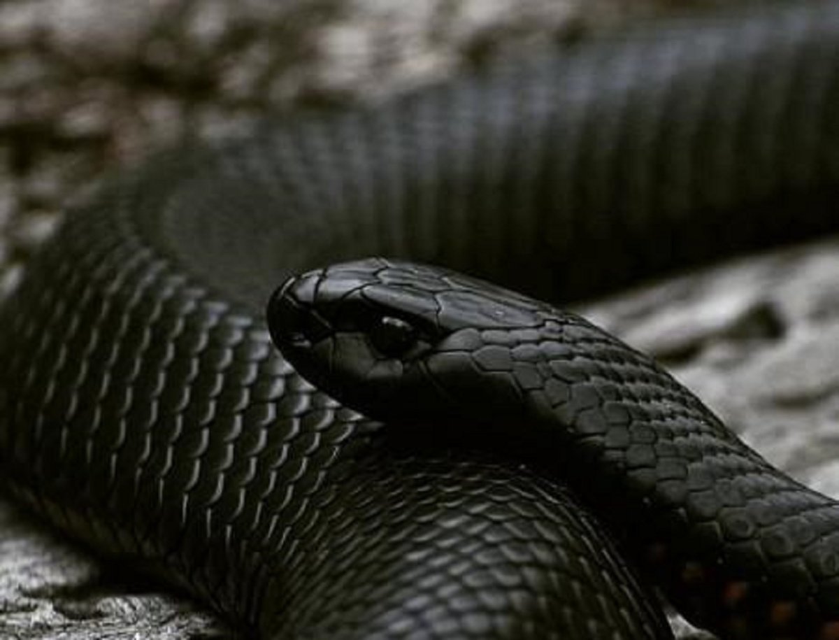 Змеи черного цвета