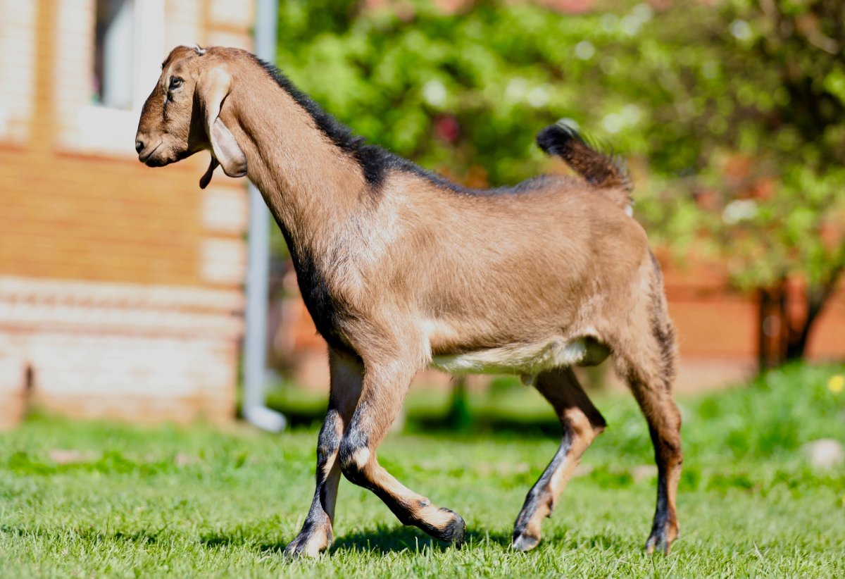 Нубийская порода коз фото цена и описание