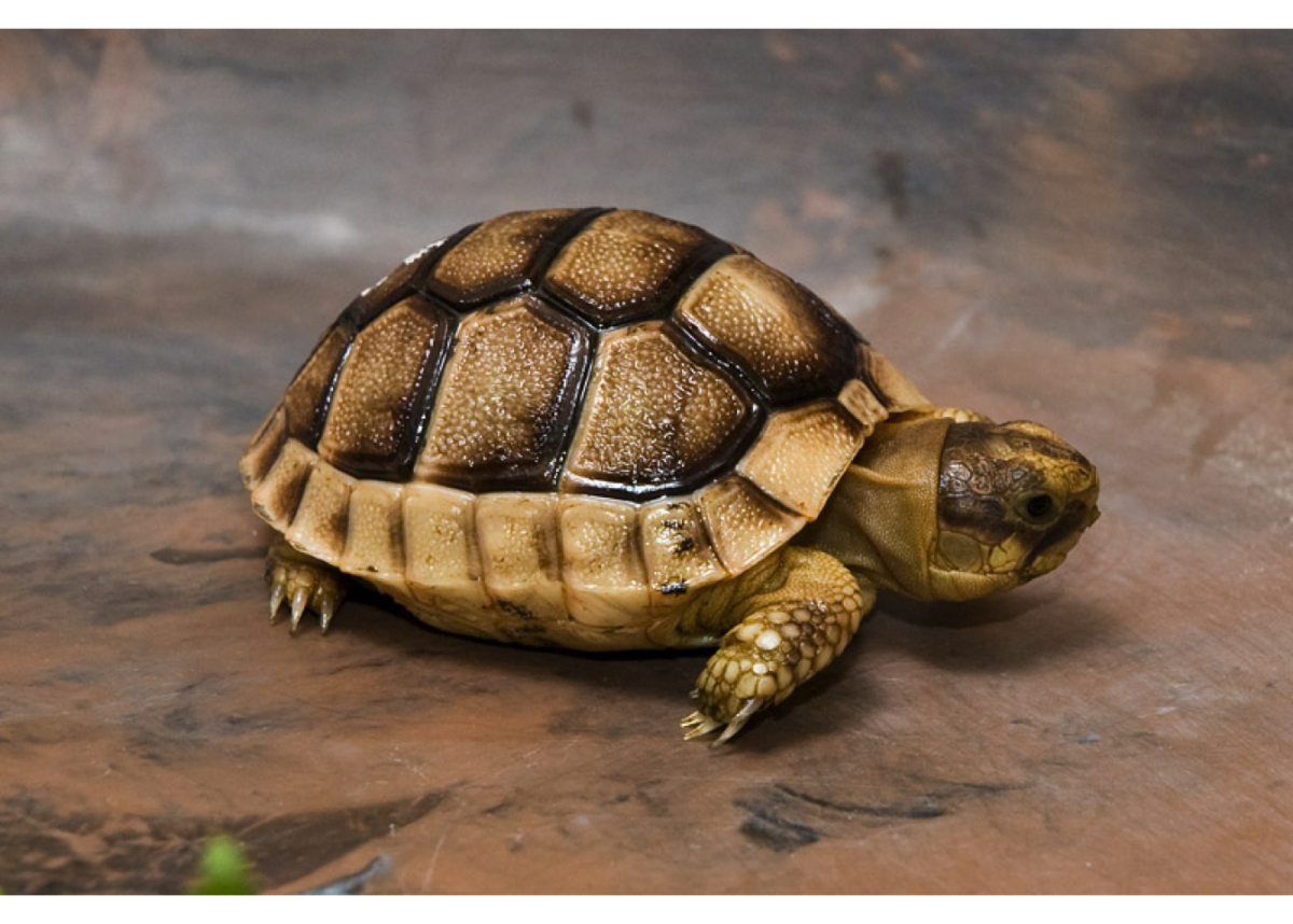 Turtle pro. Среднеазиатская черепаха панцирь. Сухопутная сухопутная черепаха. Мускусная черепаха. Мадагаскарская клювогрудая черепаха.