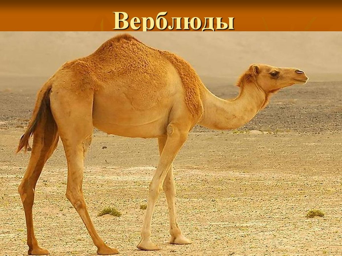 Одногорбый верблюд