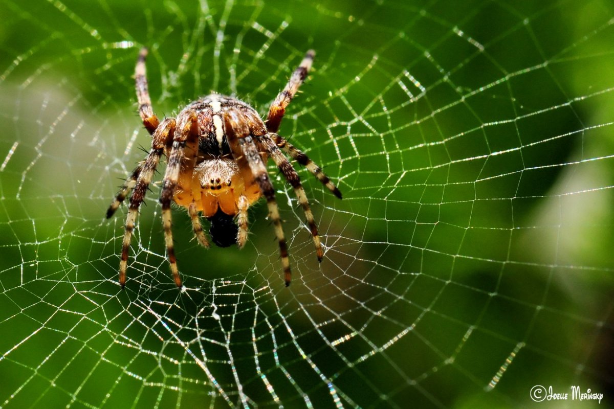 Среда жизни пауков