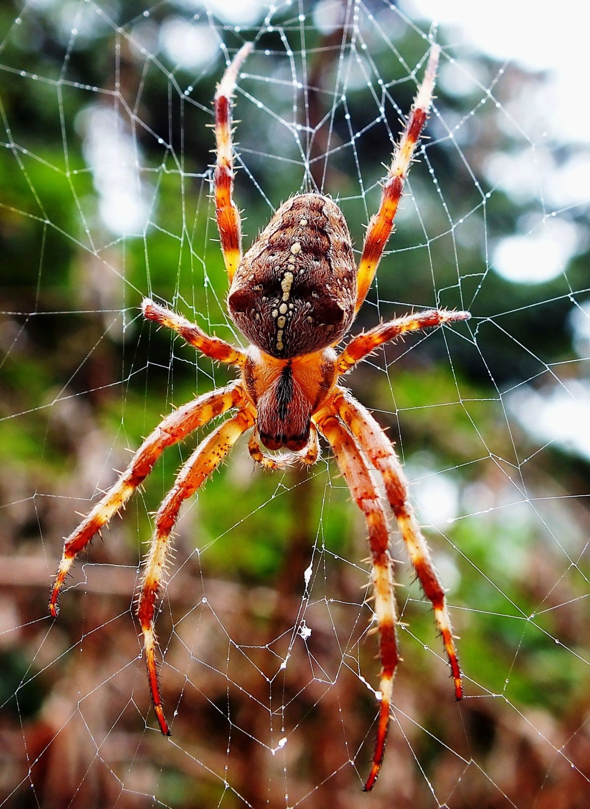 Садовый паук: изображения без лицензионных платежей
