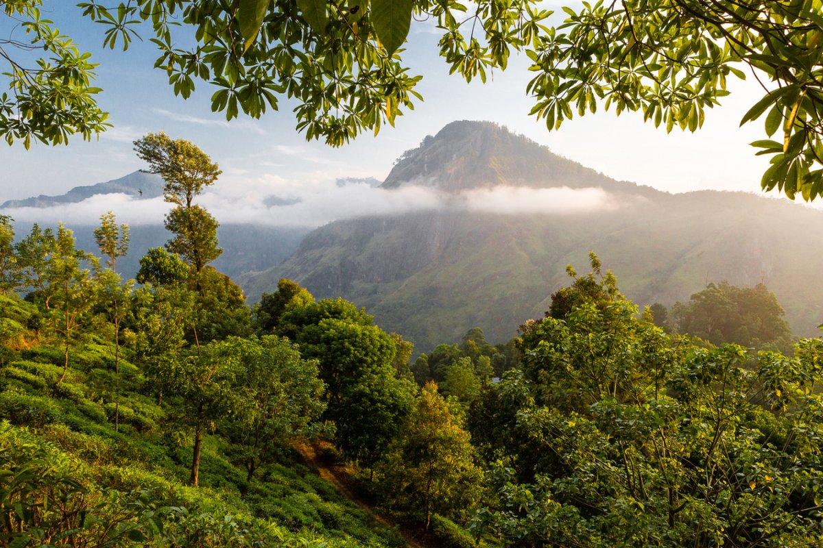 Горы на Цейлоне. Шри Ланка чайные плантации. Республика шри
