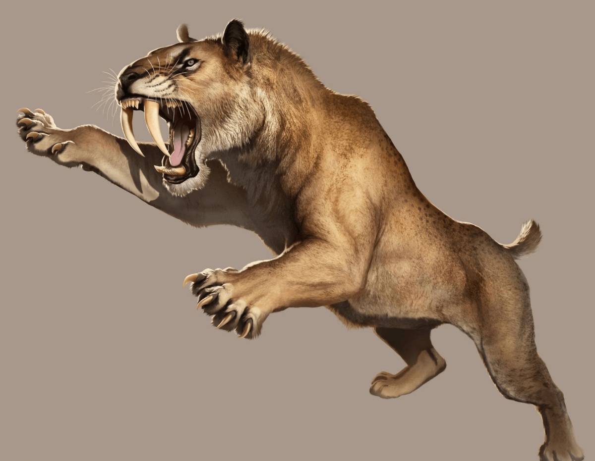 Smilodon. Cмилодон (Саблезубый тигр). Махайрод Смилодон. Саблезубая кошка Смилодон. Смилодон мегафауна.