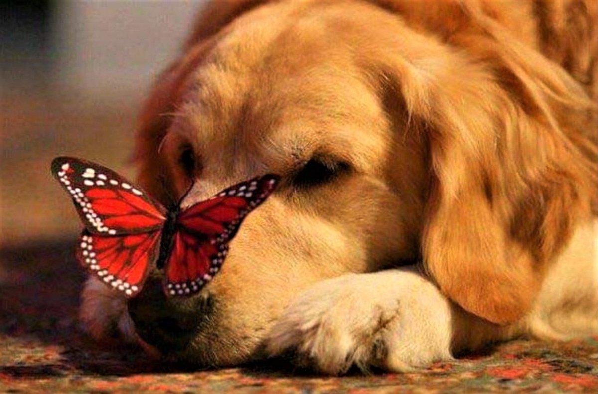 Лето на носу. Собака бабочка. Собачка с бабочкой на носу. Бабочка натносу у собаки. Бабочка на носу у животных.