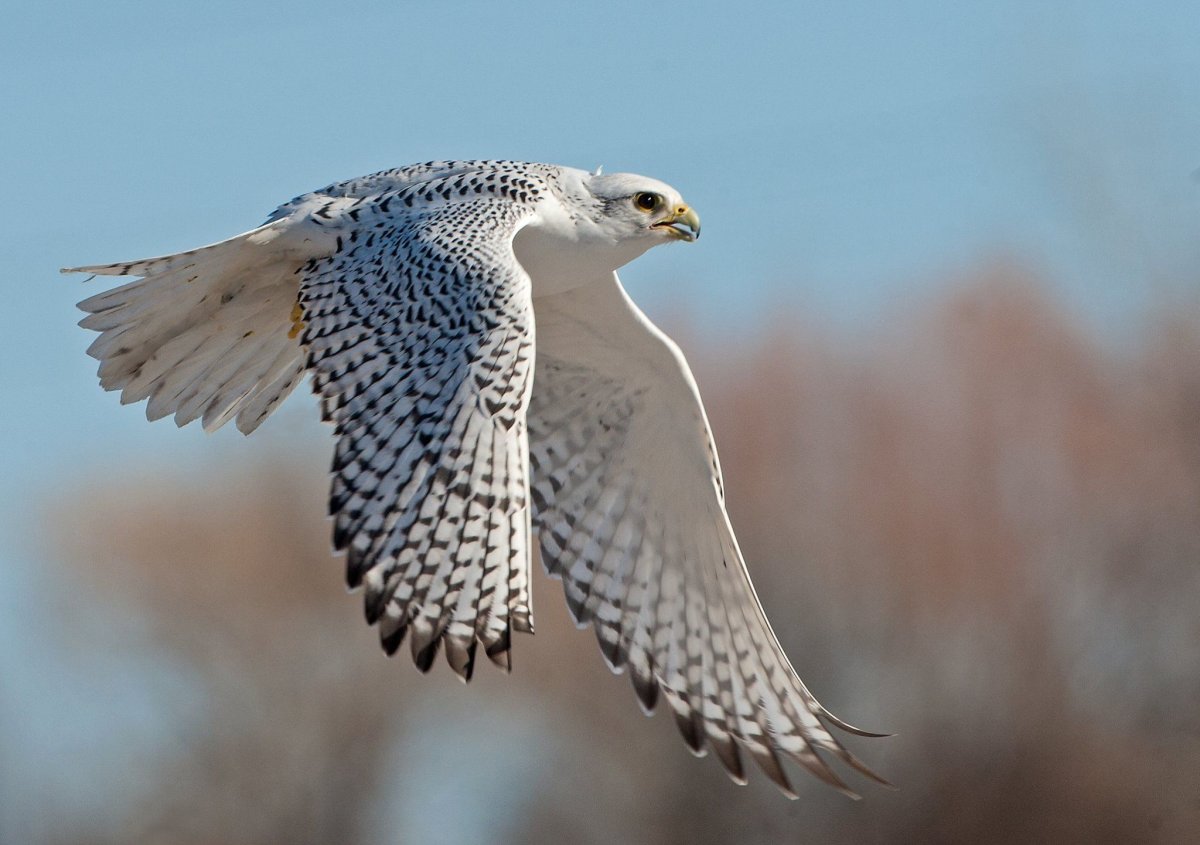 Четвертый очерк - отряд: Соколообразные Falconiformes