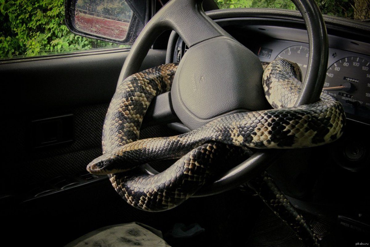 Мс змея. Авто змея. Змей на машине. Змея за рулем. Змеиный автомобиль.