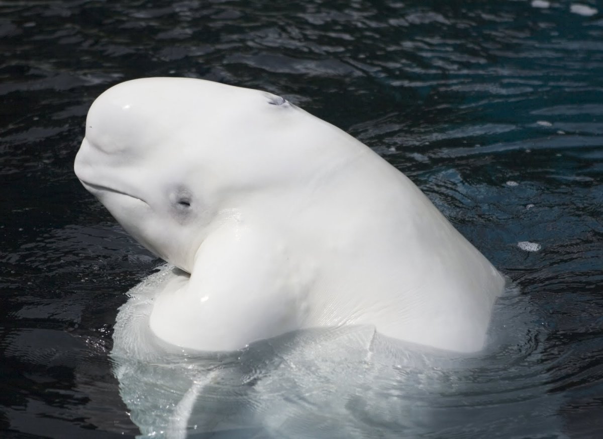 К какой группе океана относится белуха. Кит Белуха. Дельфин Белуха. Белый Дельфин Белуха.