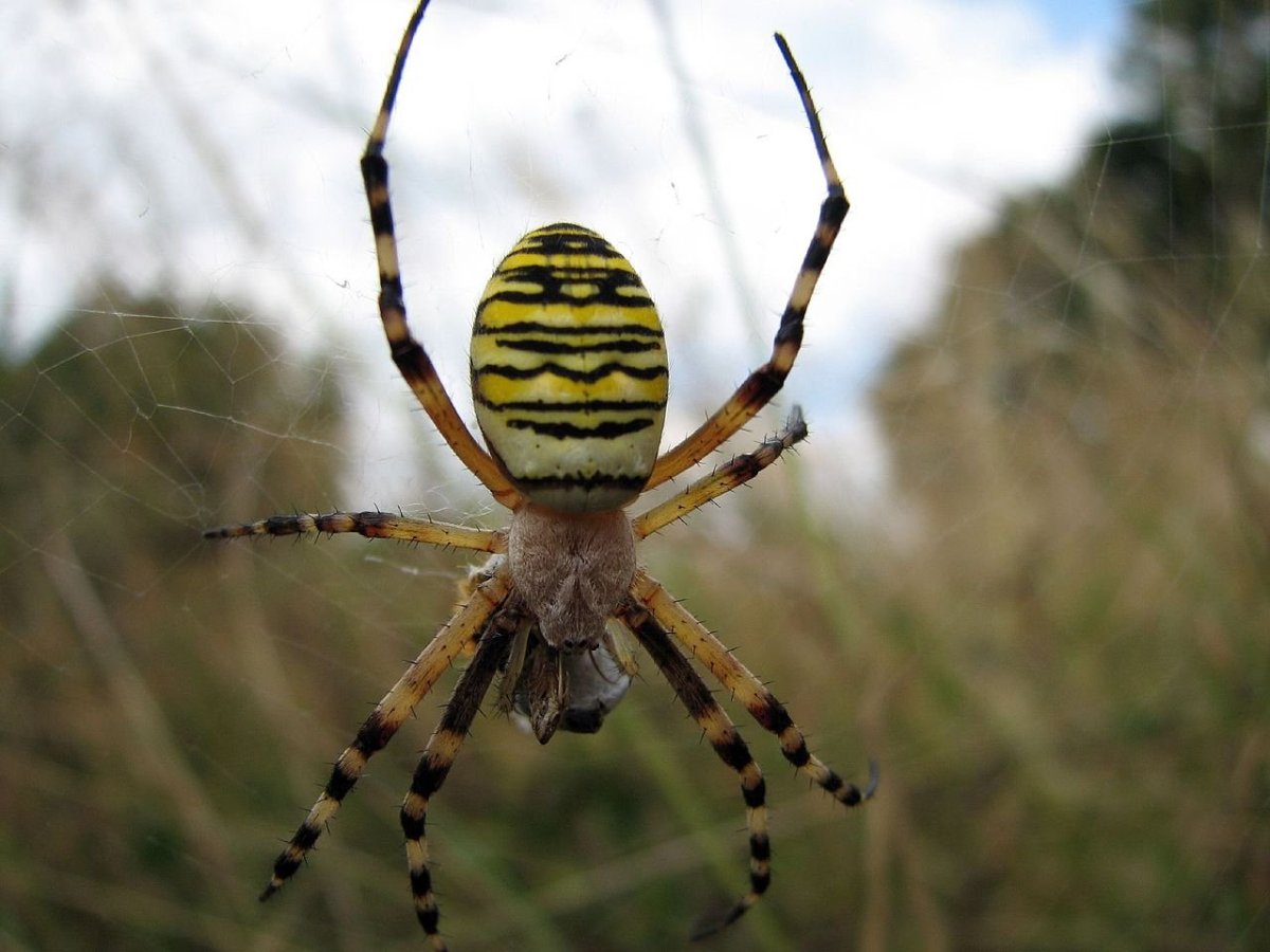Желтосумный колющий паук - 72 фото