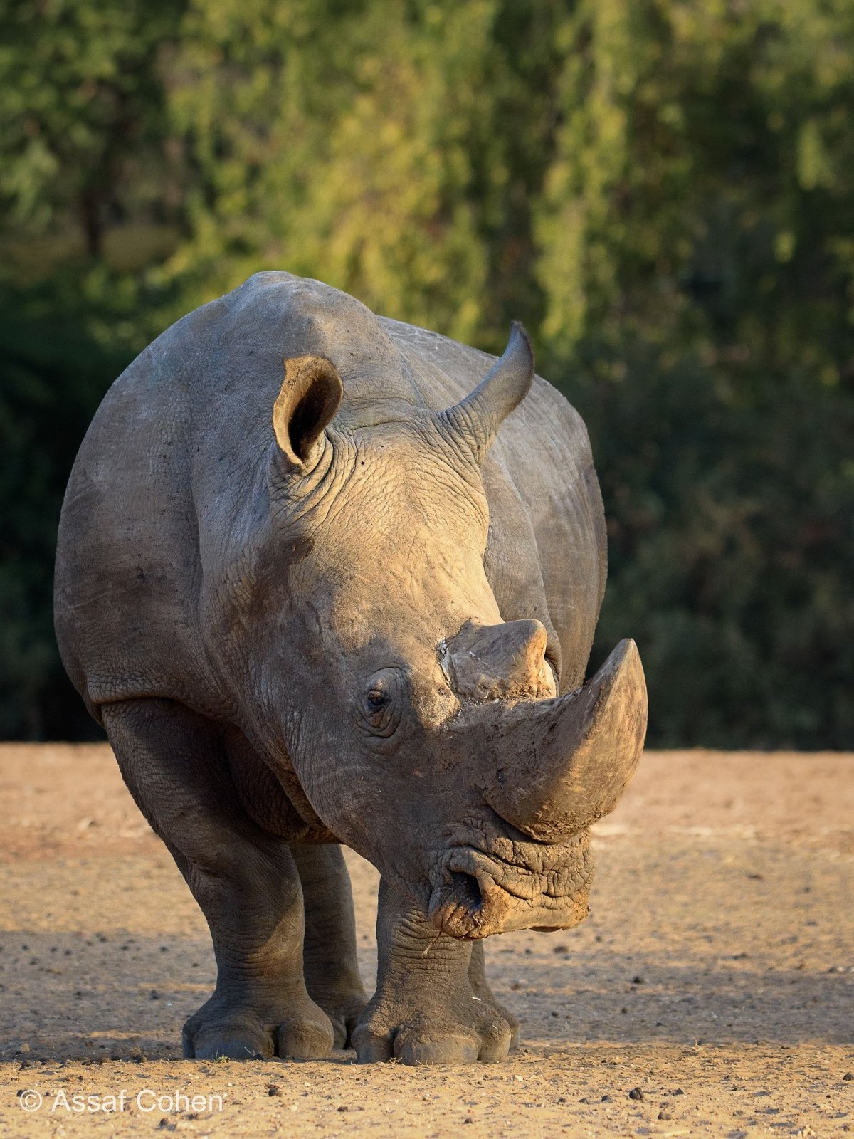 Носорог это какое животное. Яванский носорог. Австралийский носорог. Носорог красивый. Разъяренный носорог.