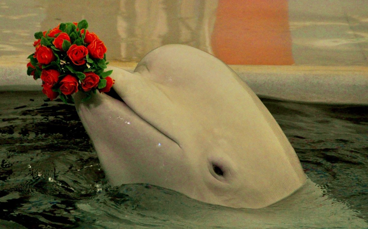 Дельфины с розой