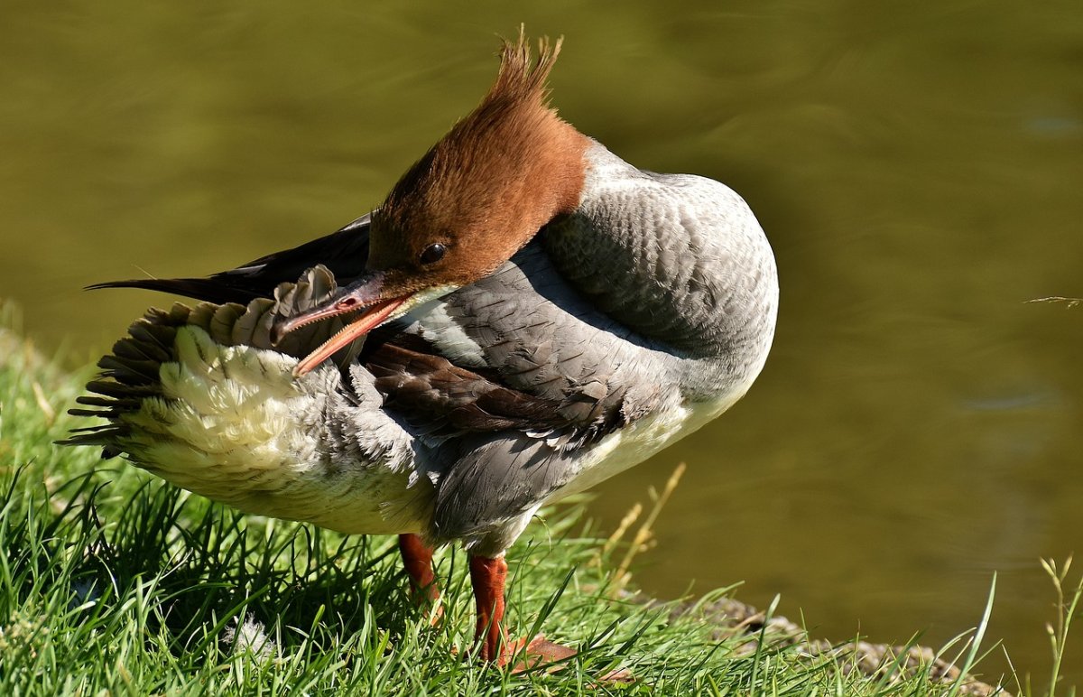 Большой крохаль Mergus Merganser. Крохаль утка. Крохаль селезень. Большая крохаль утка.