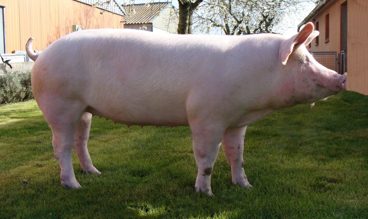 Крупная белая порода свиней - 71 фото