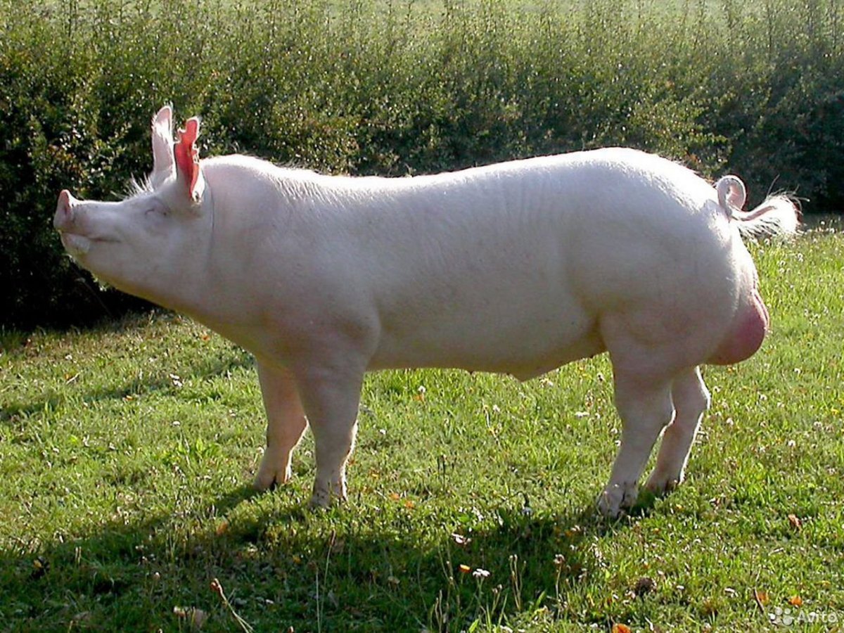 Крупная белая порода свиней
