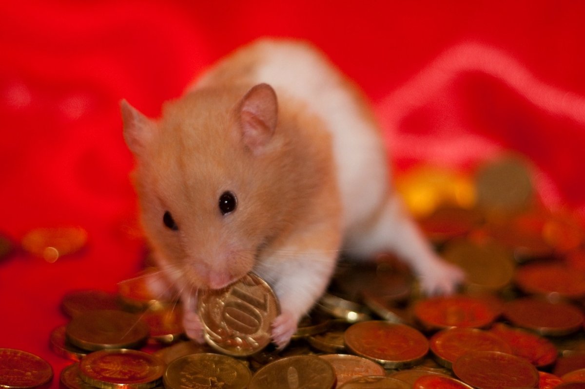 Violin hamster. Хомяк. Хомяк с монеткой. Хомяк с деньгами. Красный хомяк.