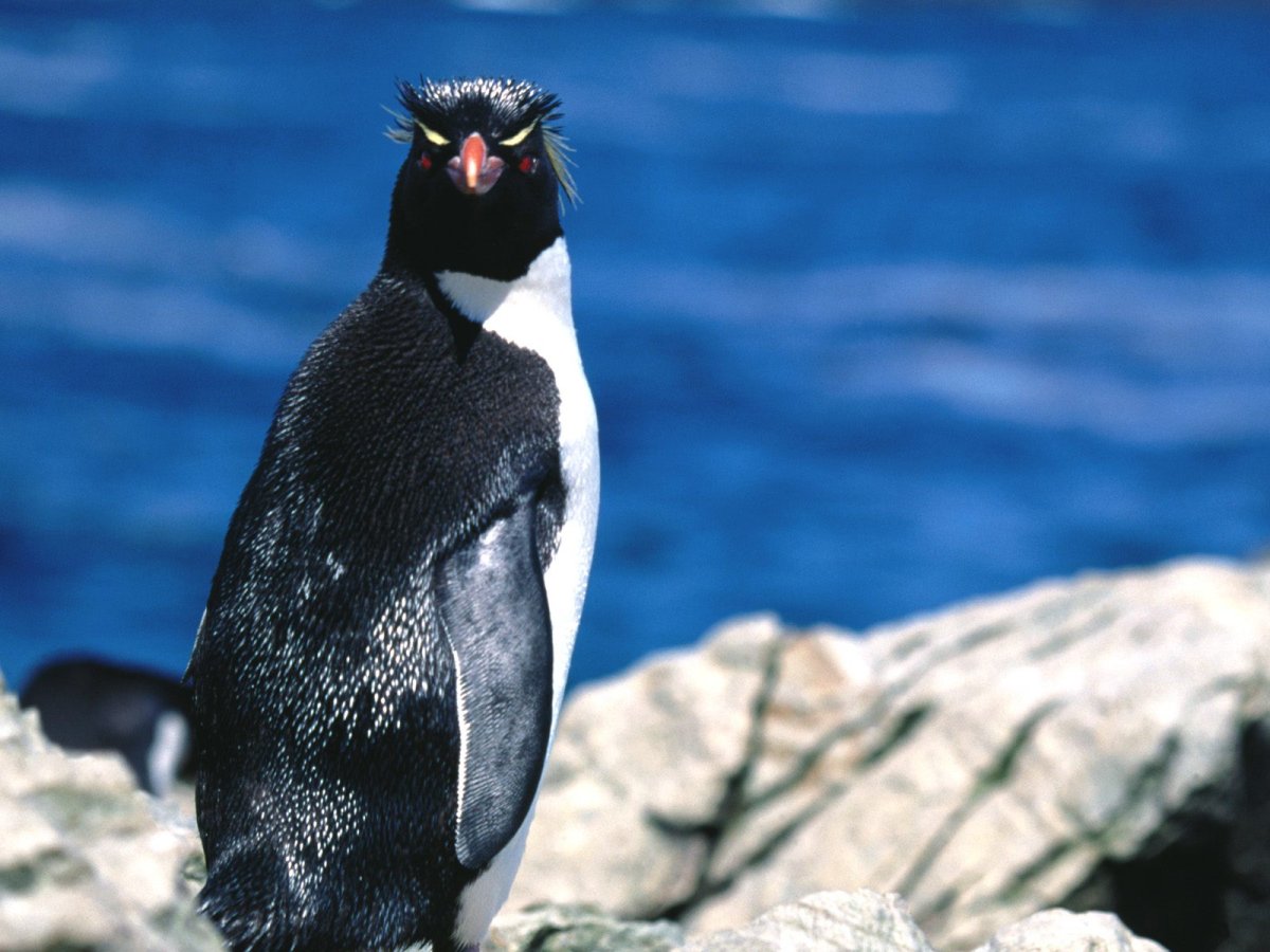 Виды пингвинов