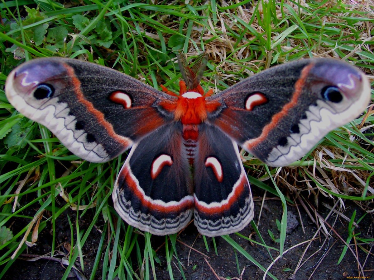 Бабочка Павлиноглазка
