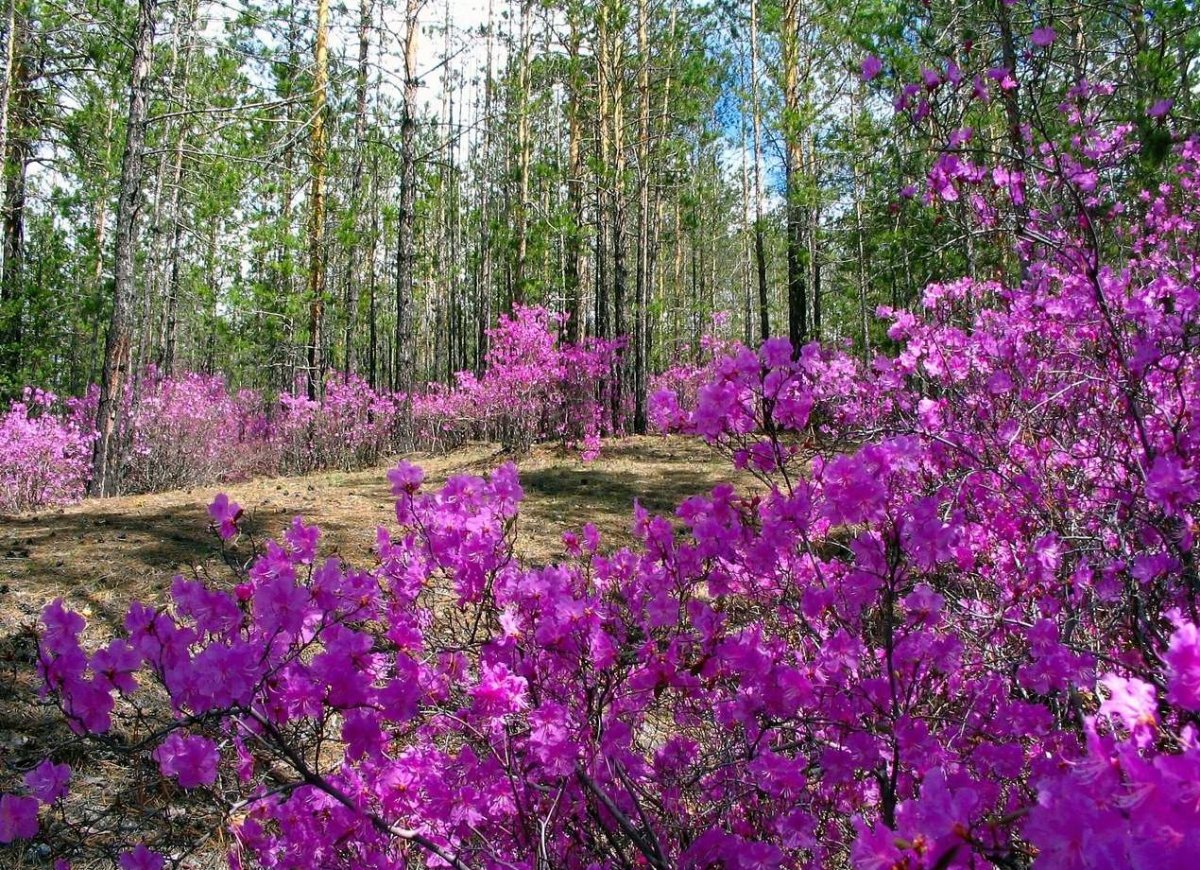 Рододендрон Даурский