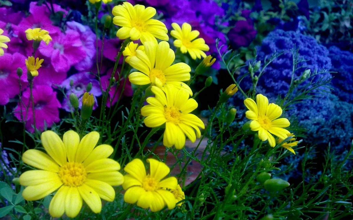Желтые садовые цветы