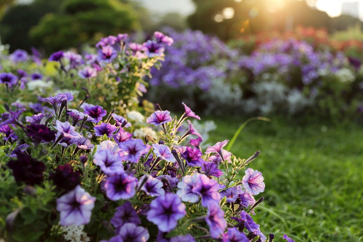 Садовые цветы с фиолетовыми цветами