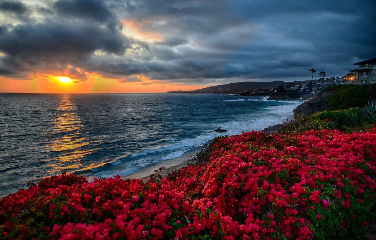 Цветы на фоне моря (63 фото)