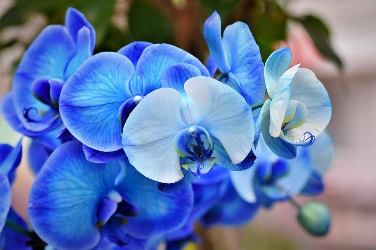 Голубые орхидеи в природе