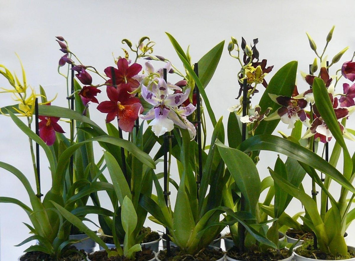 Орхидея Камбрия