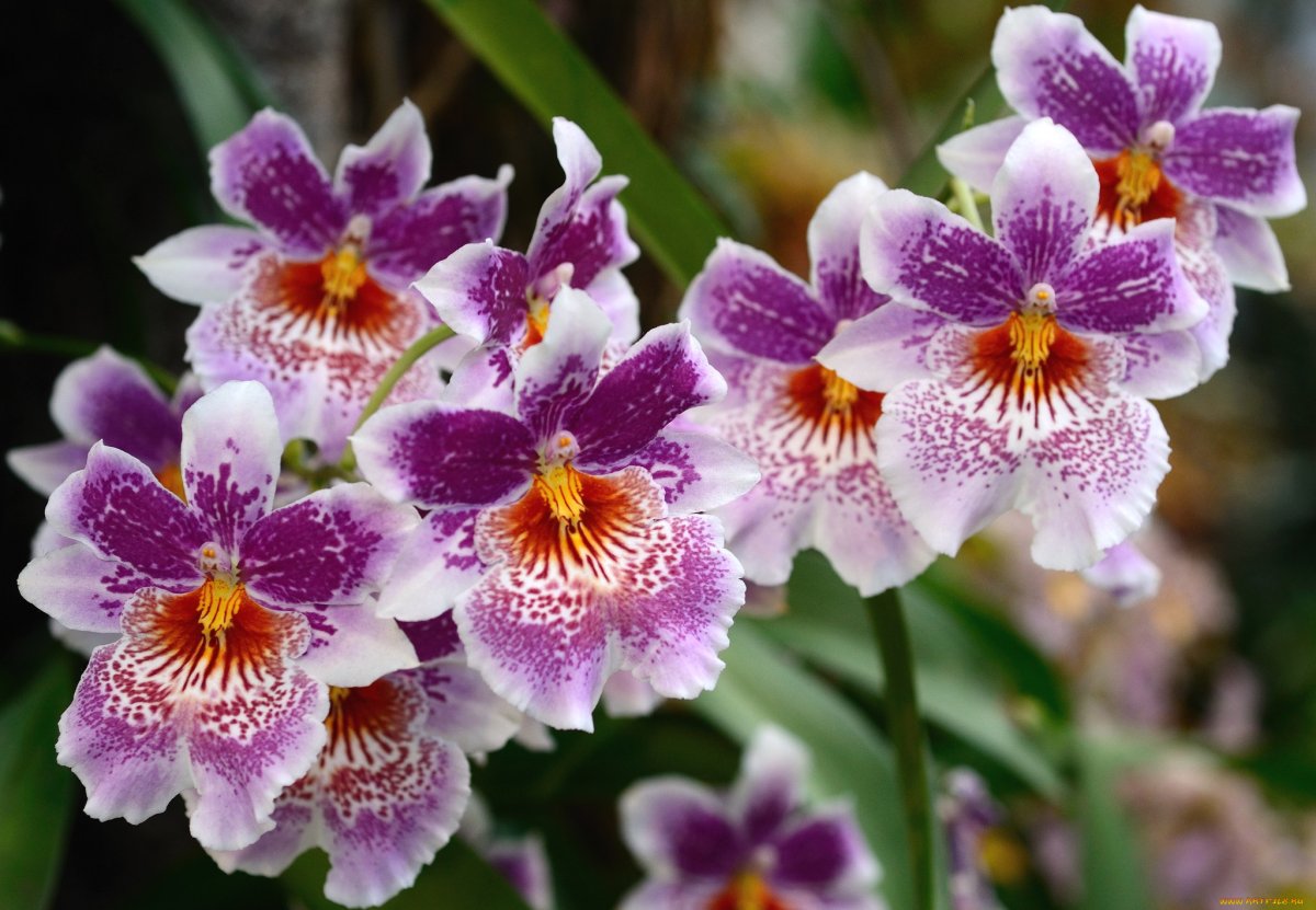 Орхидея Мильтония