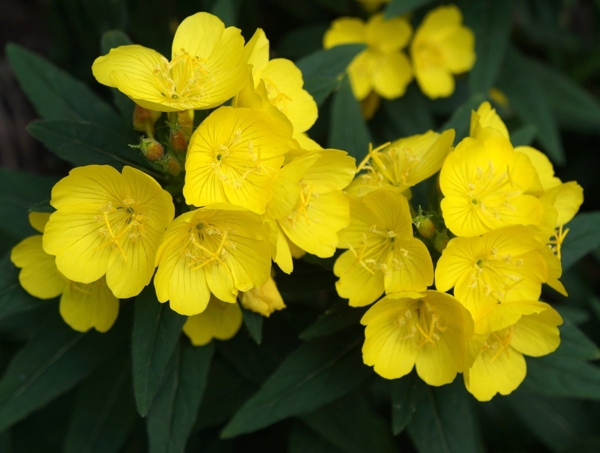Желтые многолетние цветы