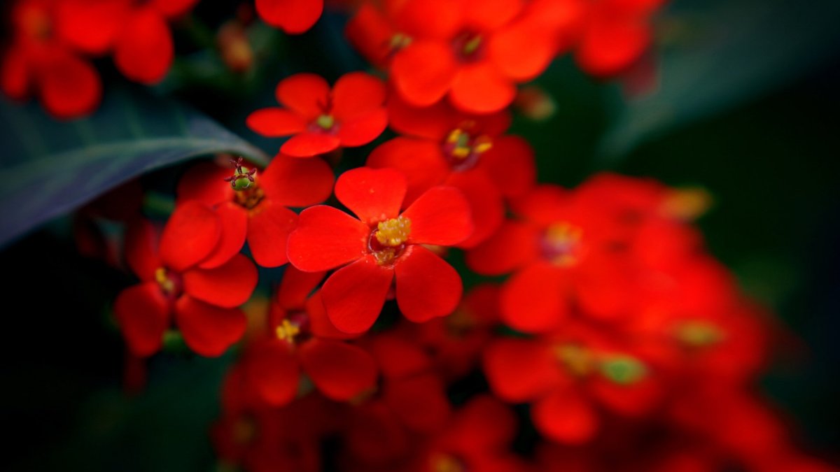 Цветок с красными цветами