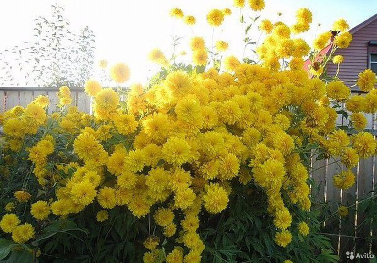 желтые высокие цветы фото и названия